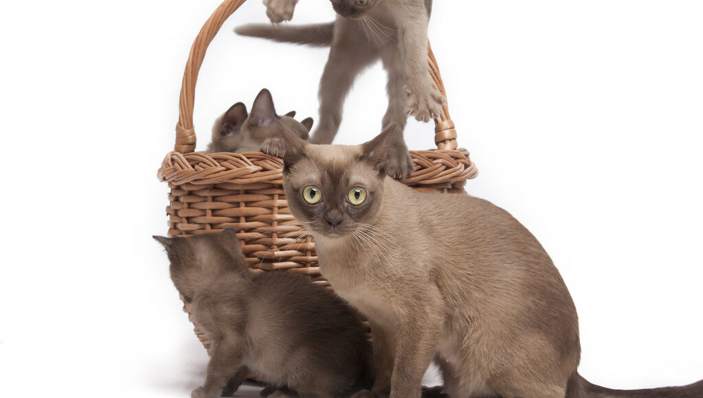 6.kak Opredelit Beremennost Burmy, Burmese Cattery Via Emilia