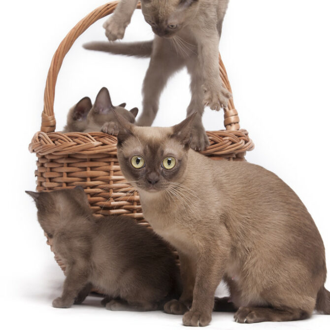 6.kak Opredelit Beremennost Burmy, Burmese Cats | Via Emilia Cattery