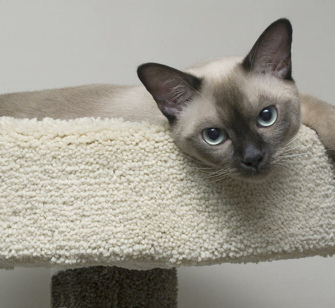 8.kak Priuchit Burmu K Domiku, Burmese Cats | Via Emilia Cattery