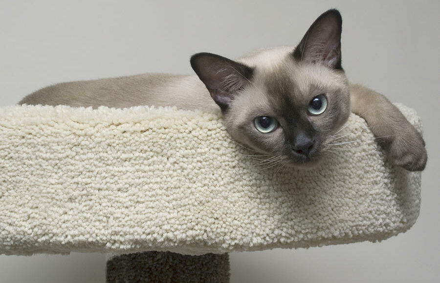 8.kak Priuchit Burmu K Domiku, Burmese Cats | Via Emilia Cattery