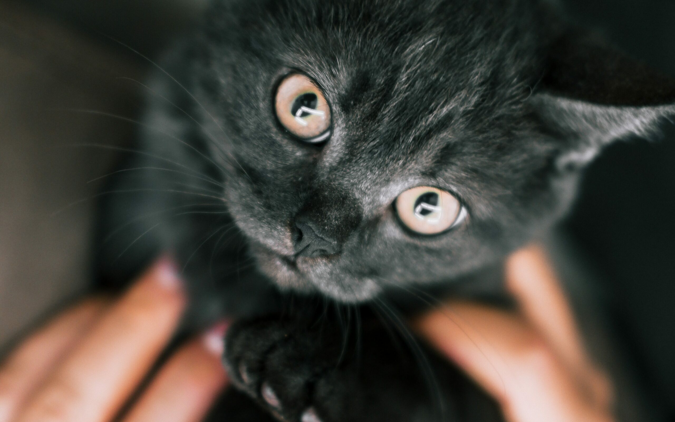 Pexels Beytlik 11173789 Edited Scaled, Burmese Cats | Via Emilia Cattery