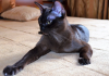 1647062014145218300, Burmese Cats | Via Emilia Cattery