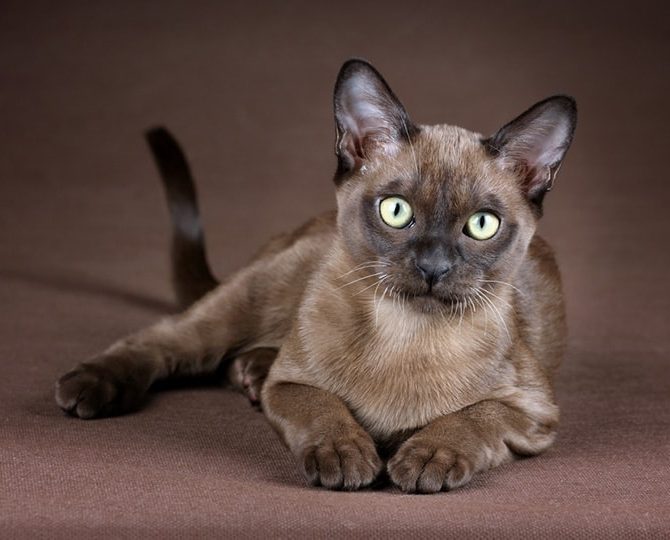 Burmese Cat Lying Face Forward Ivanova N Shutterstock, Burmese Cats | Via Emilia Cattery