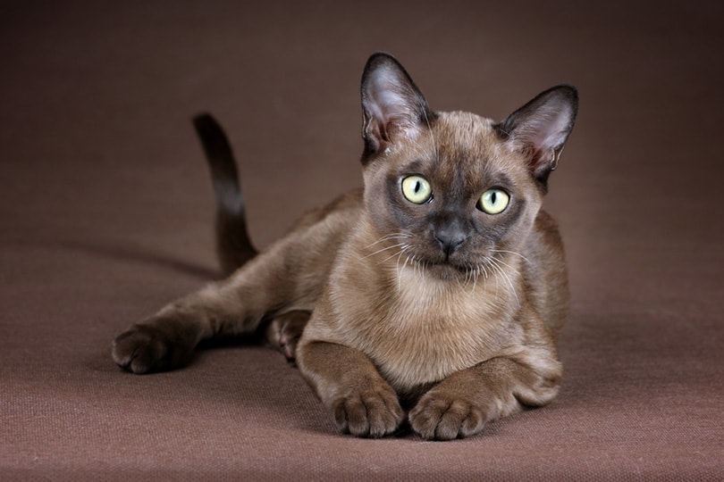 Burmese Cat Lying Face Forward Ivanova N Shutterstock, Burmese Cats | Via Emilia Cattery