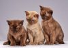 42506, Burmese Cattery Via Emilia