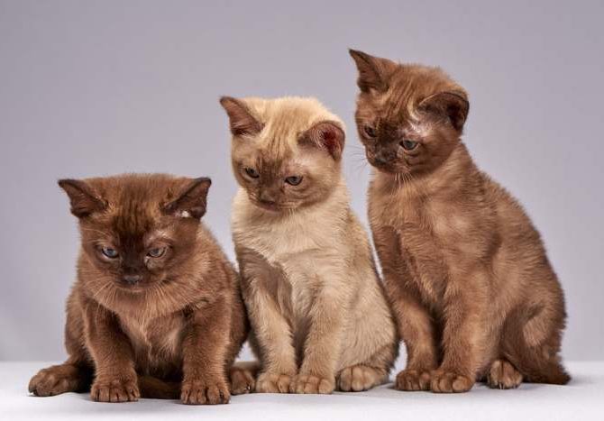 42506, Burmese Cats | Via Emilia Cattery