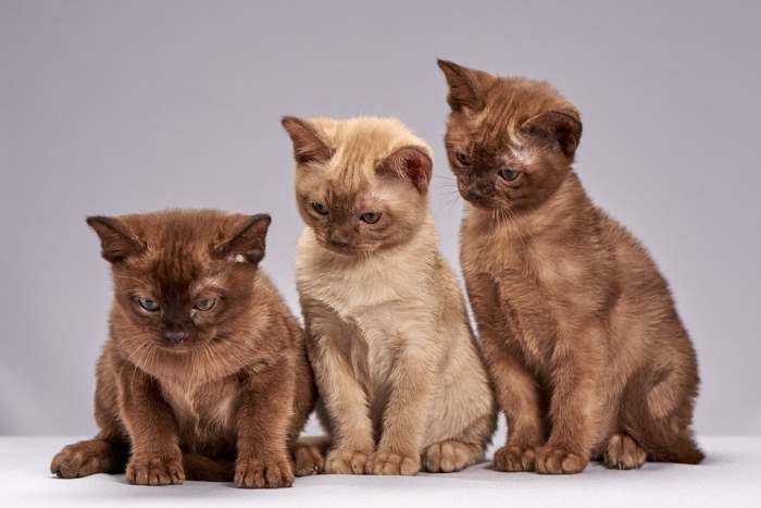 42506, Burmese Cats | Via Emilia Cattery