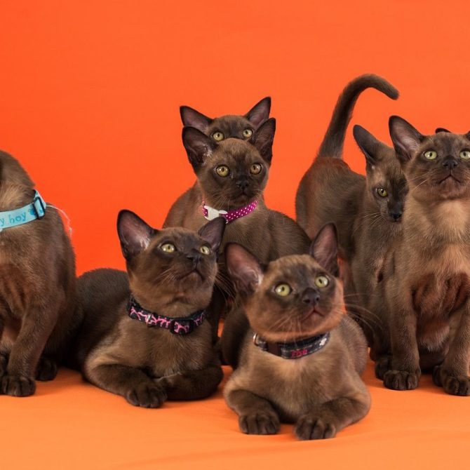 1.3 Prichiny Otnesti Burmu Na Vystavku, Burmese Cats | Via Emilia Cattery