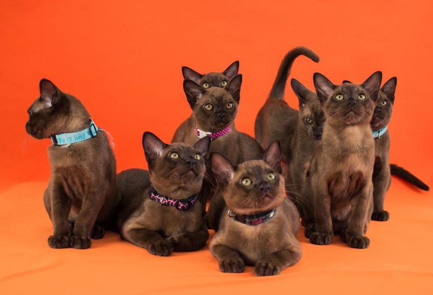 1.3 Prichiny Otnesti Burmu Na Vystavku, Burmese Cats | Via Emilia Cattery