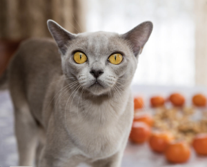 Burma Cat, Burmese Cats | Via Emilia Cattery