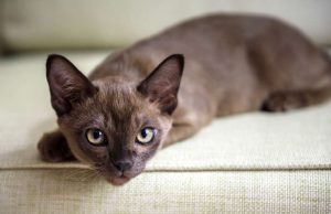 Burma14, Burmese Cats | Via Emilia Cattery