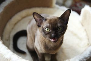 Burmese Cat 1 2, Burmese Cats | Via Emilia Cattery