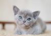 Dsc06022, Burmese Cats | Via Emilia Cattery