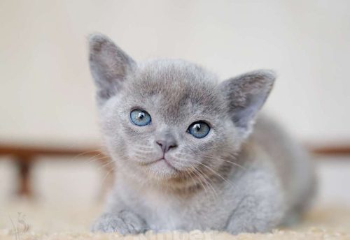 Dsc06022, Burmese Cats | Via Emilia Cattery