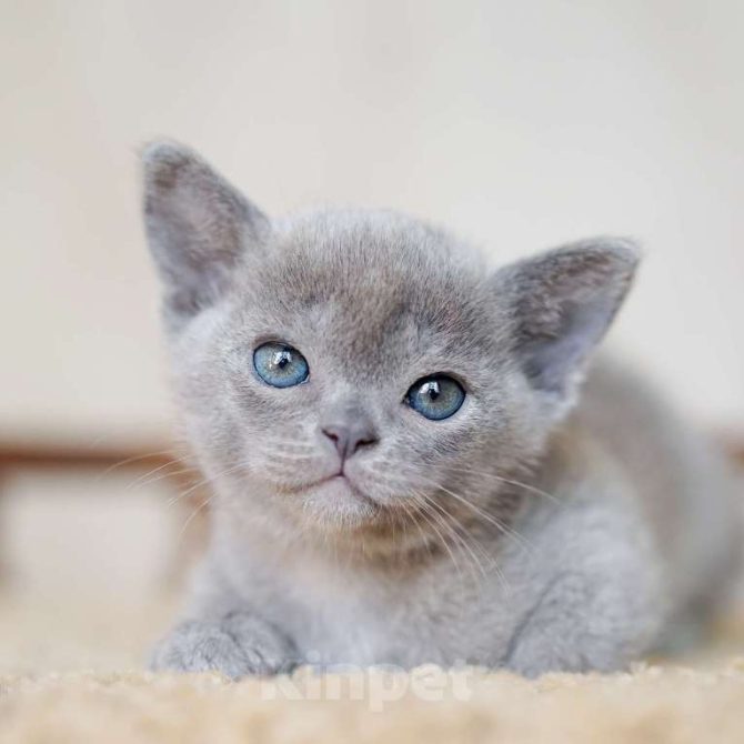 Dsc06022, Burmese Cats | Via Emilia Cattery