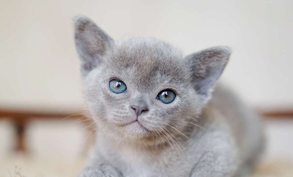 Dsc06022, Burmese Cats | Via Emilia Cattery