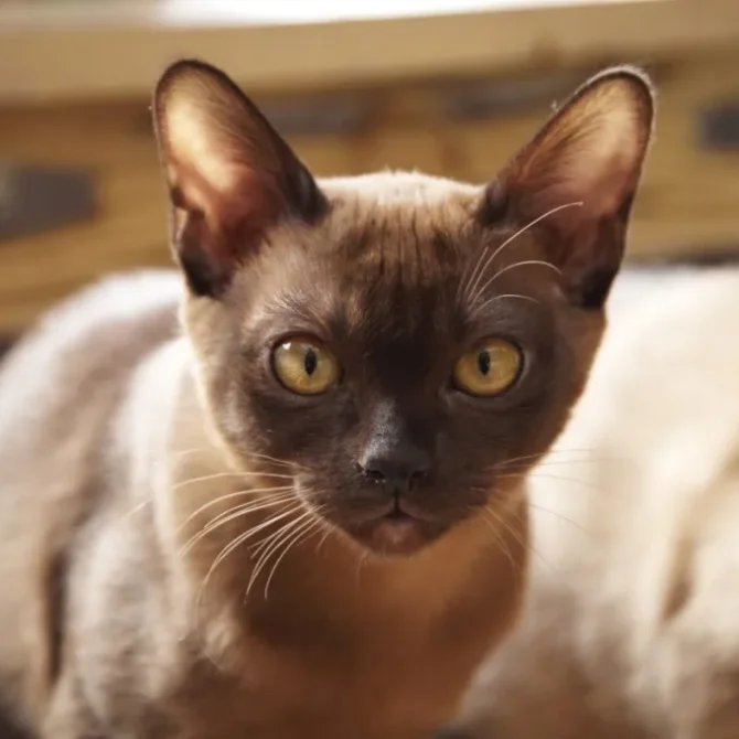 Gettyimages 98140293 E1705688836766.jpg, Burmese Cats | Via Emilia Cattery