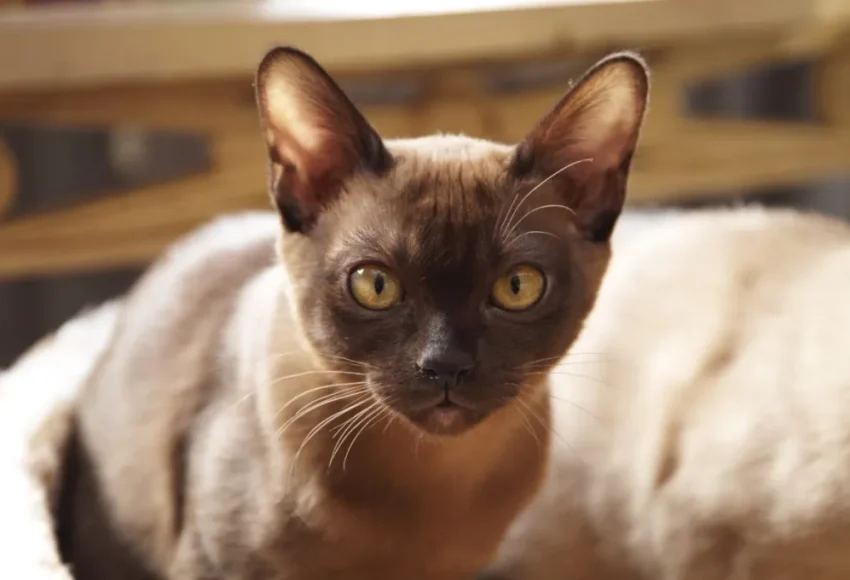 Gettyimages 98140293 E1705688836766.jpg, Burmese Cats | Via Emilia Cattery