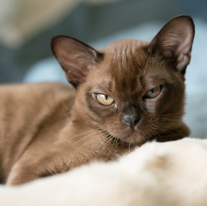 Shutterstock 2411381011, Burmese Cats | Via Emilia Cattery