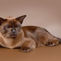 110959europian Burmese Qu08srmu79bvpkniydoettvytjzmysbmr32fvzrd1s, Burmese Cattery Via Emilia