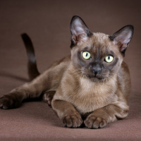 KeSHQVbLRpU Qu08sqp00faldyow3v9s9c4i8649r37weyeyepsr80, Burmese Cats | Via Emilia Cattery