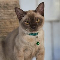 MG 0897 Qu08spr5tl9b2cq99cv5oud1ms8wje462trgxfu5e8, Burmese Cats | Via Emilia Cattery