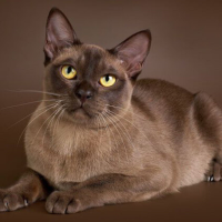 Ava Qu08sqp00faldyow3v9s9c4i8649r37weyeyepsr80, Burmese Cattery Via Emilia