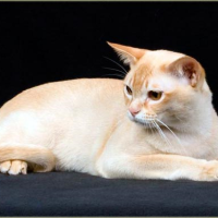 Burma 1 Qu08srmu79bvpkniydoettvytjzmysbmr32fvzrd1s, Burmese Cats | Via Emilia Cattery