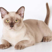 Burmanskaya 01 Qu08srmu79bvpkniydoettvytjzmysbmr32fvzrd1s, Burmese Cats | Via Emilia Cattery