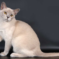 Burmanskaya Koshka 2009 Qu08srmu79bvpkniydoettvytjzmysbmr32fvzrd1s, Burmese Cats | Via Emilia Cattery