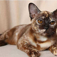 Herepahovaya Burma Sobol Qu08sqp00faldyow3v9s9c4i8649r37weyeyepsr80, Burmese Cats | Via Emilia Cattery