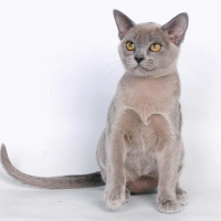 Kotenok Burmanskiy 1 Qu08spr5tl9b2cq99cv5oud1ms8wje462trgxfu5e8, Burmese Cats | Via Emilia Cattery