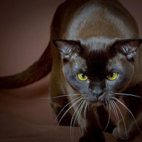 Unnamed Qu08srmu79bvpkniydoettvytjzmysbmr32fvzrd1s, Burmese Cats | Via Emilia Cattery